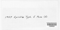 Epichloe typhina image